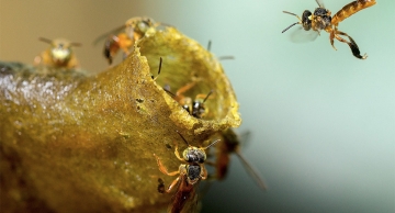Comércio ilegal de abelhas na internet é ameaça à espécie