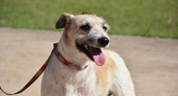 Botucatu terá vacinação antirrábica e feira de adoção de animais no domingo, 05