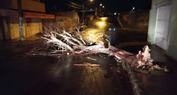 Forte chuva derruba árvores e muro de escola em Botucatu durante a madrugada