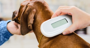 Microchips ajudam Canil Municipal a identificar tutores que abandonaram seus cães em Botucatu