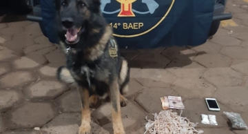 Cão da PM descobre 536 pedras de crack enterradas em terreno no Jardim Ciranda