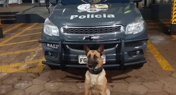 Homem é preso por tráfico após atuação de cão do Baep na Cohab 1 em Botucatu  