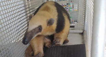 Tamanduá-mirim é resgatado na linha férrea em Rubião Júnior