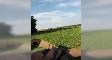 Plantas aquáticas transformam Rio Tietê em ‘tapete verde’ e causam prejuízos a pescadores de Anhembi