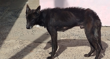 Vigilância Ambiental e Guarda Municipal resgatam cão abandonado dentro de residência em Botucatu