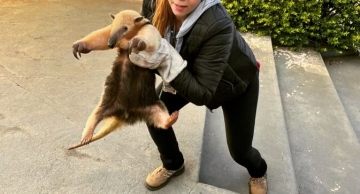 Vigilância Ambiental em Saúde resgata tamanduá-mirim em bairro de Botucatu