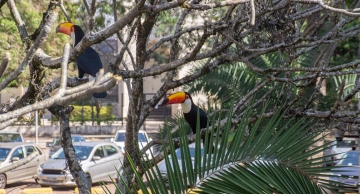Turismo lança edital para projetos para Festival de Aves