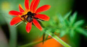 Insetos como abelhas e borboletas estão em declínio no Brasil, mostra levantamento