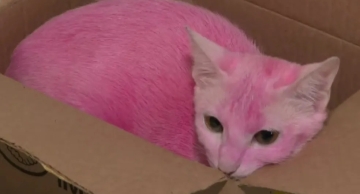 Abrigo acolhe gata com risco de intoxicação após ser pintada de rosa pelo tutor em Piracicaba