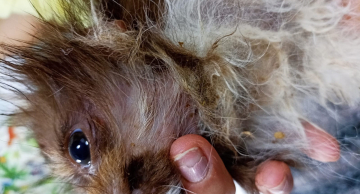 Mulher é presa mais uma vez por maus-tratos contra animais em Botucatu, diz boletim