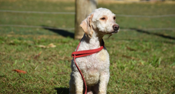 Conselho da Causa Animal Doméstica de Botucatu está com processo aberto para eleições