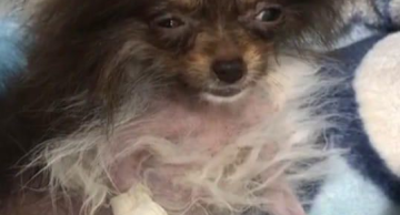 Morre filhote resgatada após operação contra maus-tratos em Botucatu