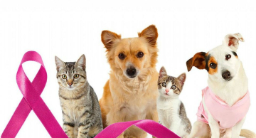 FMVZ/Unesp faz ações para prevenção ao câncer de mama em animais de companhia