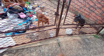 Vigilância Ambiental em Saúde resgata cães abandonados em imóvel de Botucatu