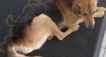 Vigilância Ambiental em Saúde resgata cão em situação de emergência em Botucatu