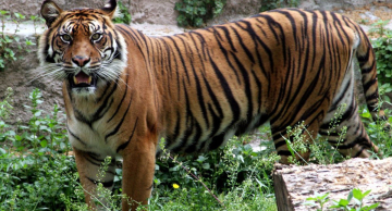 Money Games e o Jogo do Bicho