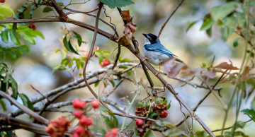 1º Festival de Aves  de Botucatu continua até domingo, 09