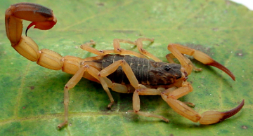Criança morre no HC de Botucatu após ser picada por escorpião