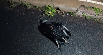 Urubu causa queda de energia em vários bairros da Região Norte de Botucatu