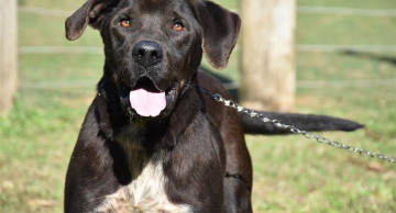 Câmara discute projeto sobre política de bem-estar de animais domésticos em Botucatu Câmara discute projeto sobre política de bem-estar de animais domésticos em Botucatu