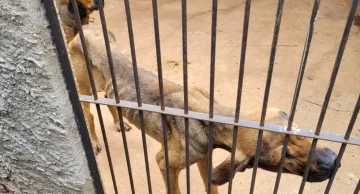 Polícia flagra mais de 140 animais em situação de maus-tratos em propriedade rural em Barra Bonita