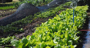 Hortas comunitárias de Botucatu oferecem alimentos diretos do produtor e com preço acessível