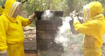 Parceria com usina de cana-de-açúcar beneficia produção de mel em Botucatu