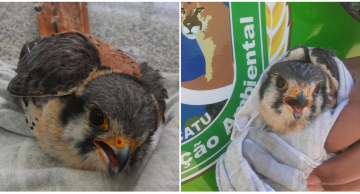 GPA resgata espécie de falcão americano na área urbana de Botucatu