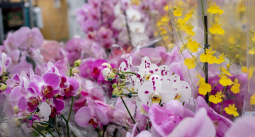Festival de Fim de Ano da Botucatu Garden, o melhor festival de plantas e flores da região!
