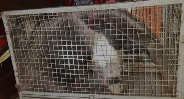 Tamanduá atropelado é resgatado próximo ao Shopping de Botucatu