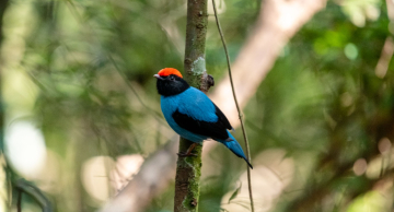 Com 400 espécies, Botucatu consolida-se na prática de Birdwatching