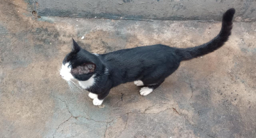 Seis animais em situação de maus-tratos são resgatados na última semana em Botucatu