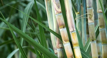 Safra de cana-de-açúcar deve ser de 598 milhões de toneladas