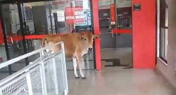 Moradores flagram vaca tentando entrar em agência bancária no interior de SP