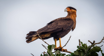 Botucatu tem aproximadamente 400 espécies de aves em seus biomas