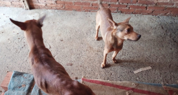 Três cães são abandonados após ‘tutores’ mudarem de casa em Botucatu, diz boletim