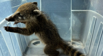 Vigilância Ambiental em Saúde resgata filhote de Quati em Botucatu