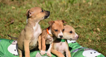 Botucatu terá feirinha para adoção de cães e gatos no próximo domingo, 29