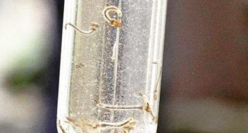 Índice aponta Botucatu em situação de risco para transmissão de dengue, chikungunya e zika vírus