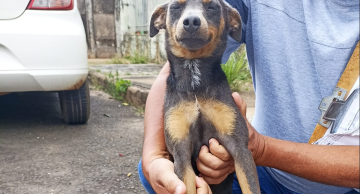Duas mulheres são presas por maus-tratos contra animais em Botucatu