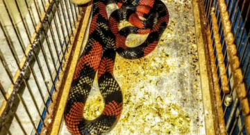 Vigilância Ambiental resgata serpente que comeu duas aves dentro de gaiola no Lavapés