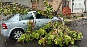 Forte chuva derruba árvores em vários locais de Botucatu