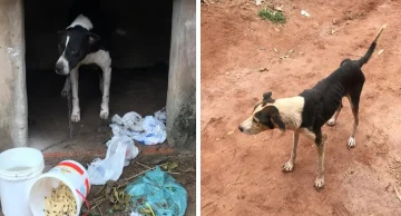 Cães são encontrados sem água, comida e infestados de carrapatos em Lençóis Paulista