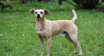 Botucatu terá mutirão de castração gratuita para cães