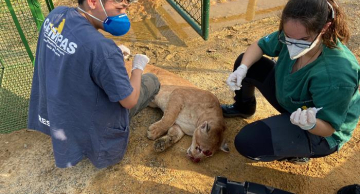 Cempas Botucatu: pós-graduação inédita no país consolida três décadas de trabalho com animais selvagens