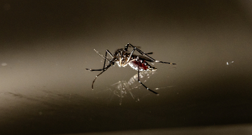 Botucatu ultrapassa 1.300 casos confirmados de dengue em 2025 Botucatu ultrapassa 1.300 casos confirmados de dengue em 2025