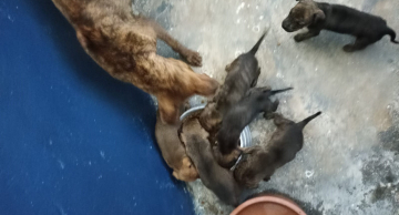 Proteção Animal e Polícia Civil resgatam cadela com seis filhotes vítimas de maus-tratos em Botucatu