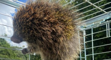 Vigilância Ambiental resgata ouriço em árvore de escola em São Manuel