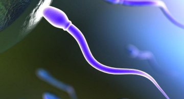 IB da Unesp abre pós-doutorado para estudo de proteína para contracepção masculina