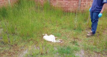 Após denúncia, cão é encontrado morto em quintal de residência na região sul de Botucatu